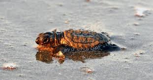 Loggerheads, also known as loggerhead turtles, or loggerhead sea turtles, are large sea turtles native to description of the loggerhead. Antalya Beach Closed Down For Safety Of Loggerhead Turtles Daily Sabah