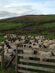 Swaledale Sheep At Clive And Amanda Owen S Farm At Ravenseat Yorkshire Dales October 2015 Goat Art Sheep Yorkshire Dales
