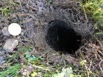 Welches Tier Grabt Locher In Meinem Garten Hausgarten Net