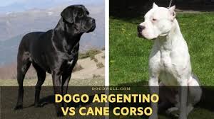 Dogo Argentino Vs Cane Corso Facts Comparison Dog Dwell In name and form the cane corso predates its cousin the.