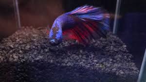 If you have the abundant time, resources, knowledge, and commitment that breeding. People Betting On Fighting Fish Fighting To The Death Youtube