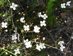 Image result for Mitrasacmopsis