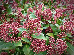 Tous les arbustes à fleurs. Skimmia Du Japon Skimmia Japonica Plantation Culture Entretien
