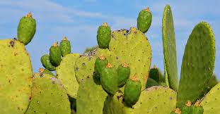 How to peel & cut mexican cactus fruits like tuna, xoconostle prickly pear, pitaya & pitahaya dragon fruit; Mexico S Prickly Pear Cactus Energy Source Of The Future
