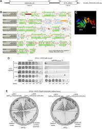 Anda pasti akan menemukan diri anda kecanduan kesenangan pencarian. Essential Gene Analysis In Acinetobacter Baumannii By High Density Transposon Mutagenesis And Crispr Interference Biorxiv
