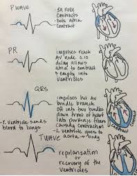 Cardiology Medical School Studying Medical Student Study Nursing School Studying