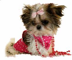 Find shih tzu dogs and puppies from arkansas breeders. Droll Imperial Shih Tzu Puppies For Sale In Texas L2sanpiero