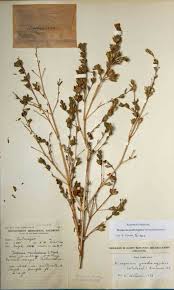 Image result for Duosperma quadrangulare