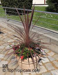 Image result for Cordyline australis