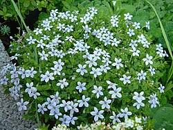 Image result for Mellera lobulata