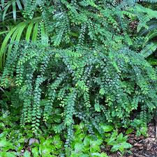 Image result for Phyllanthus muellerianus