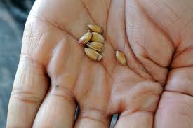 Birkaç Basit Adımla Limon Çekirdeğinden Limon Yetiştirme - Yemek.com