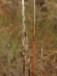 Image result for Schizachyrium sanguineum