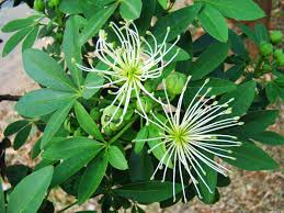 Image result for Maerua cafra