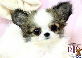 I have a long haired teacup chihuahua. Precious Micro Teacup Long Coat Chihuahua Male Ava 324109 Chihuahua Puppies For Sale Teacup Chihuahua Puppies Chihuahua Puppies