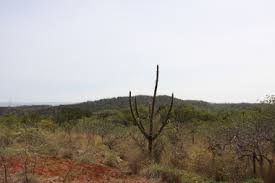 Suggest edits to improve what we show. Ants Of Jaragua National Park Antwiki