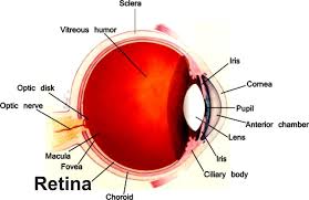 Retina Dekolmani Korluge Kadar Ilerleyebilecek Bir Hastaliktir Retinanin Yapisik Oldugu Tabakadan Yirtilarak Ayrilmasi Beslenmesini Bozacaktir Hucrel Beslenme
