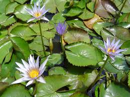 Image result for Nymphaea nouchali