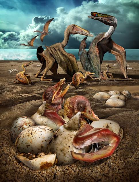 Hundreds of Pterosaur Eggs Found in Record-Breaking Fossil Haul | National Geographic