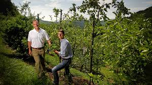 Planting an herbal tea garden that thrives in zone 3. Growing Fruit Trees In North Carolina Homegrown Nc State University