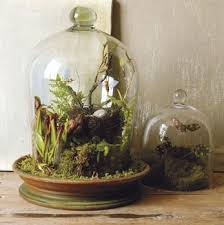 Bell Jars Mini Terrarium How To Make Terrariums Terrarium