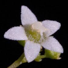 Image result for Zehneria tridactyla