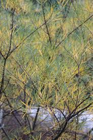 Image result for Rinorea angustifolia