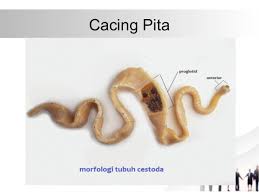 Check spelling or type a new query. Cacing Pita
