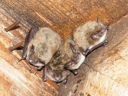 Little Brown Bat