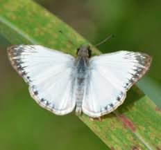 Image result for Triumfetta heliocarpa