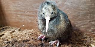 And Kiwi Makes Four A Bird Baby Boom At Scbi Smithsonian S National Zoo