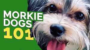 Morkies are a cross between a maltese and a yorkshire terrier (both toy size breeds) we have please read full add before replying. Morkie Puppies Facts And Videos Lovetoknow