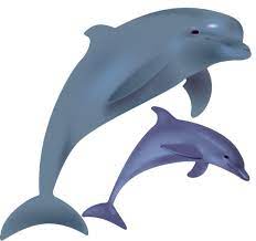 Free Dolphin Png Transparent Images Download Free Clip Art Free Clip Art On Clipart Library Dolphin Painting Cartoon Dolphin Dolphins