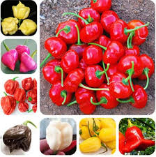 Compre Bag Chili Bonsai Brasileiro Pimenta Hot Plant Seeds Ubatuba Cambuci Capsicum Baccatum Organic Bonsai Legumes Outdoor Plant Barato Entrega Rapida E Qualidade Pt Dhgate