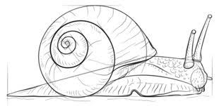 Schnecke Zeichnen Lernen Schritt Fur Schritt Tutorial Zeichnen Leicht Gemacht