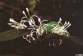 Image result for Corymborkis corymbis