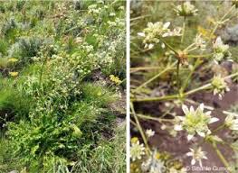 Image result for Alepidea amatymbica