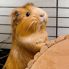 There are only a couple of absolutely essential guinea pig accessories, and it is important that you don't scrimp on them or you could be putting your pets' health at risk. Guinea Pig Supplies Accessories Toys Petsmart