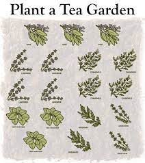 Check spelling or type a new query. Plant A Tea Garden My Garden Life