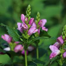 Image result for Tinnea coerulea