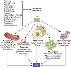 Causes include rapid progression of the original glomerular disease, renal vein thrombosis and allergic interstitial nephritis (antibiotics, diuretics, nsaids). Pathophysiological Role Of Endothelin In Chronic Kidney Disease Ckd Download Scientific Diagram