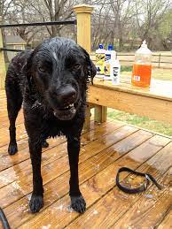 What To Do When Your Dog Gets Sprayed By A Skunk