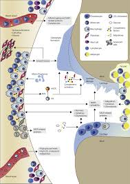Jul 10, 2020 · cytokine adsorption involves using a method, such as extracorporeal membrane oxygenation (ecmo), to filter harmful substances directly. Identifying Effector Molecules Cells And Cytokines Of Innate Immunity In Oa Osteoarthritis And Cartilage