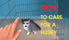 We did not find results for: How To Care For A Husky Youtube