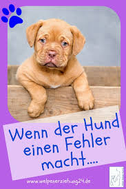 Wenn Der Hund Einen Fehler Macht Welpenerziehung Welpenerziehung Hunde Erziehen Hunde