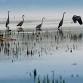 IPC Trekkers – Billy Frank Jr Nisqually Wildlife Refuge