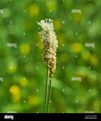 Image result for Plantaginaceae