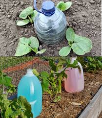 Plants, how to water them for a month at no cost: the method used by  farmers Full guide in the first comment 💬👀