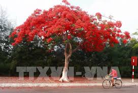 Top 10 phòng xông hơi được sử dụng nhiều hiện nay. Háº£i Phong Rá»£p Trá»i Hoa PhÆ°á»£ng Ä'á»