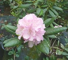 Rhododendron Morning Cloud Rhododendron Plant Rhododendron Plants